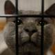 A cat dropped off at the Animal Health Technology Center at Kirkwood Community College in June 2008 in Cedar Rapids, Iowa. The center was set up for pets that were either found or abandoned after the Cedar River flooded the city.